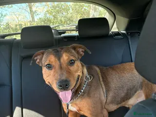 Mixed Breed dogs Tyson - Advert 10