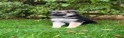 German Shepherd dogs for sale: Pedigree German shepherd puppies  in Ashford - Advert 22