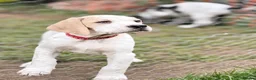 Pointer dogs for sale: Stunning Pedigree Pointer pups-will steal hearts - Advert 19
