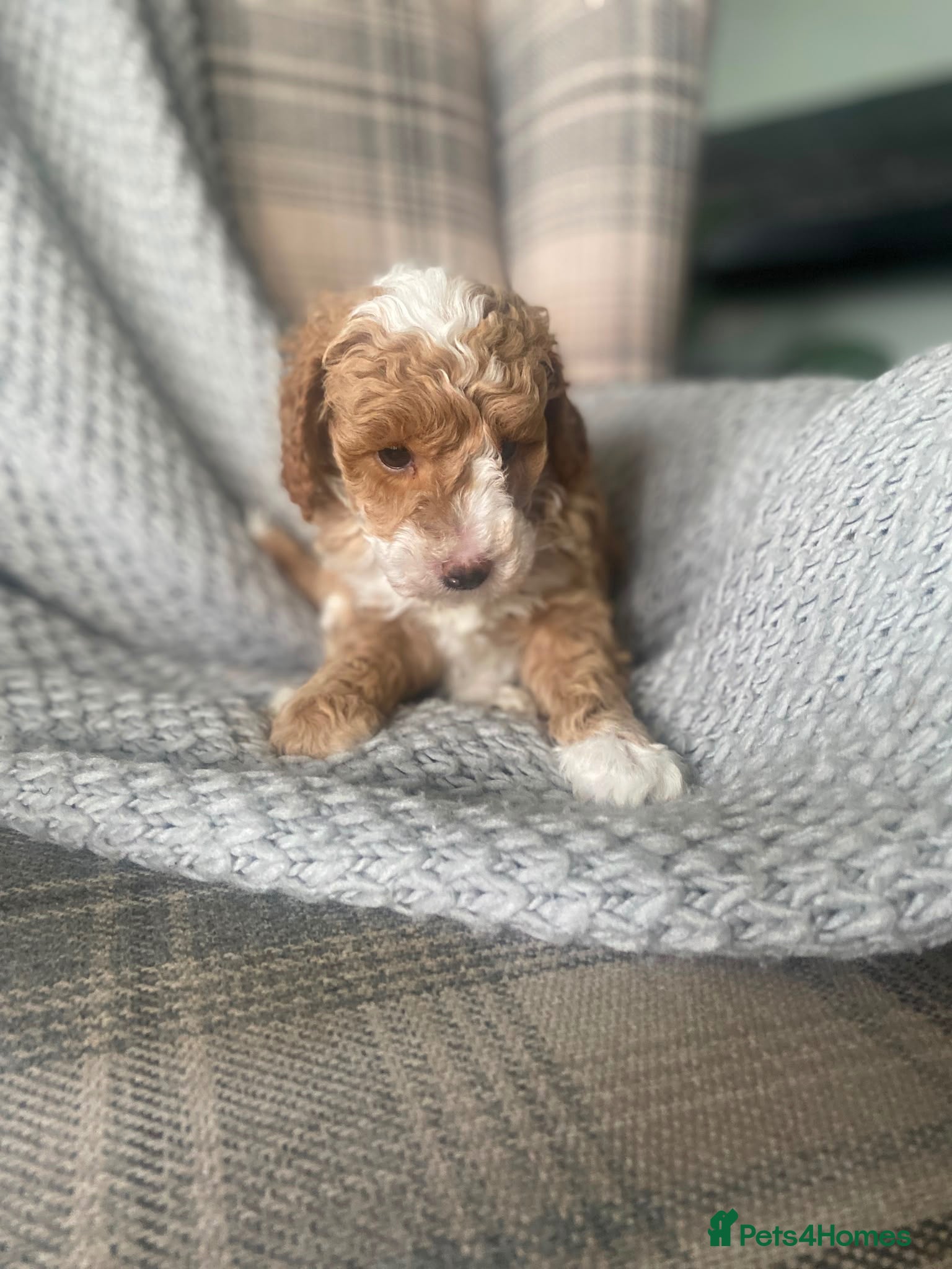 Miniature Poodle dogs Beautiful apricot and white miniature poodle girl - Advert 2