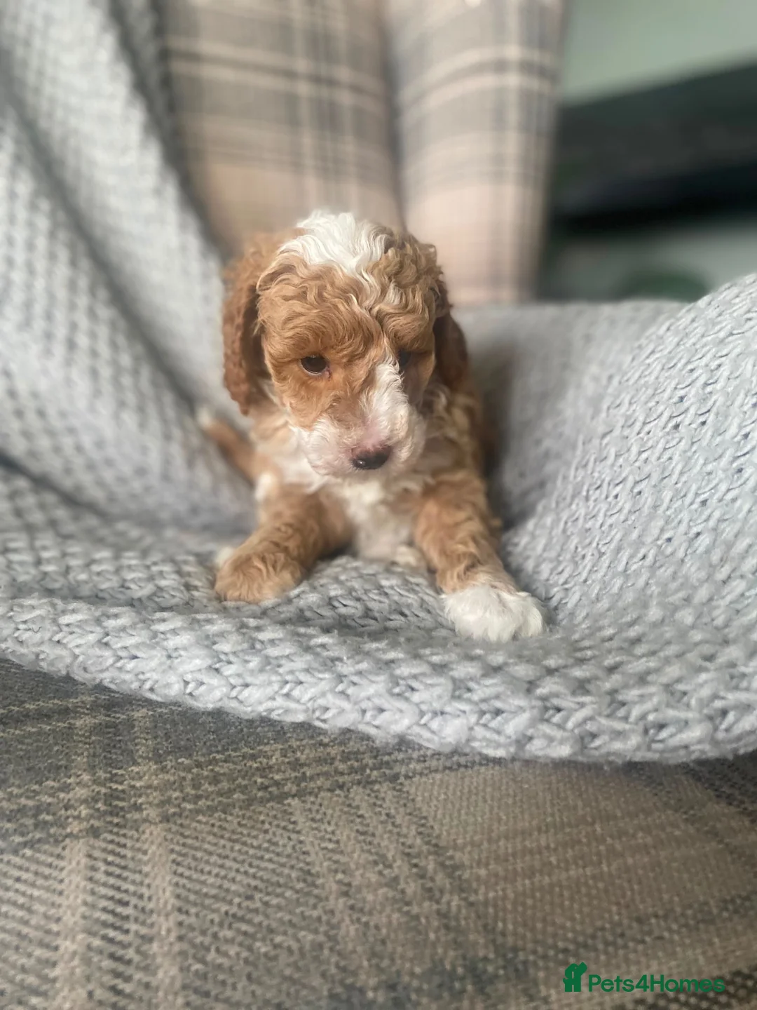 Miniature Poodle dogs for sale: Beautiful apricot and white miniature poodle girl in Ayr - Advert 2
