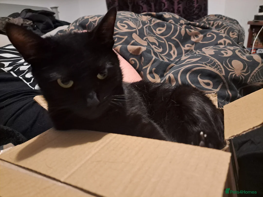 Mixed Breed cats for sale: Last kitten of the litter looking for a new home - Advert 4