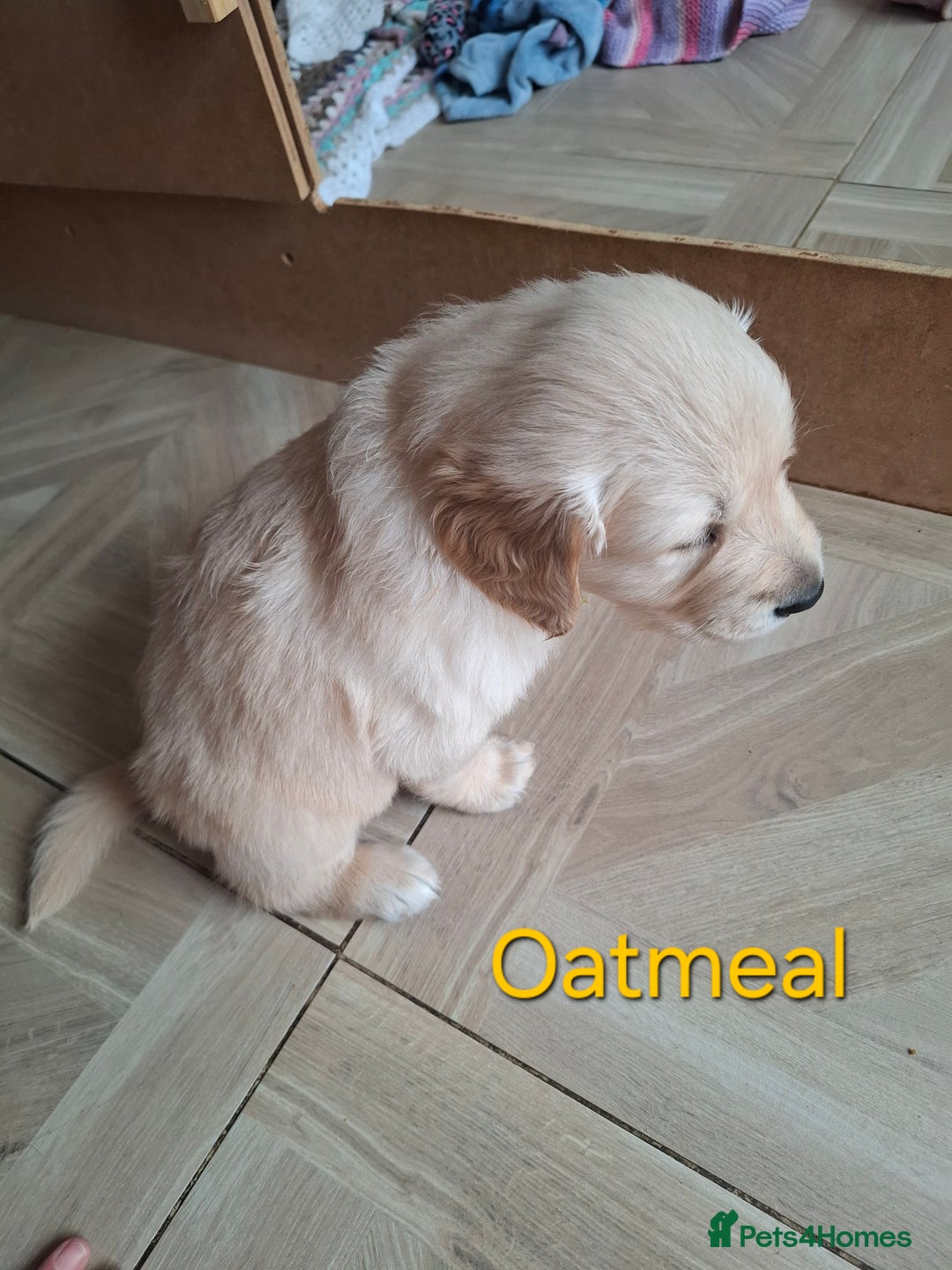Golden Retriever dogs for sale: KC reg golden retriever puppies - Advert 3