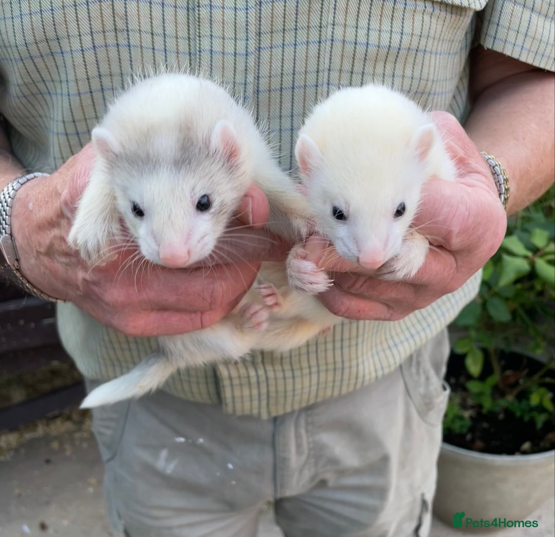 Ferret rodents for sale: Greyhound Ferret Kits - Image 6