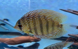 Discus fish for sale: HIGH QUALITY DISCUS £40 EACH  - Advert 8