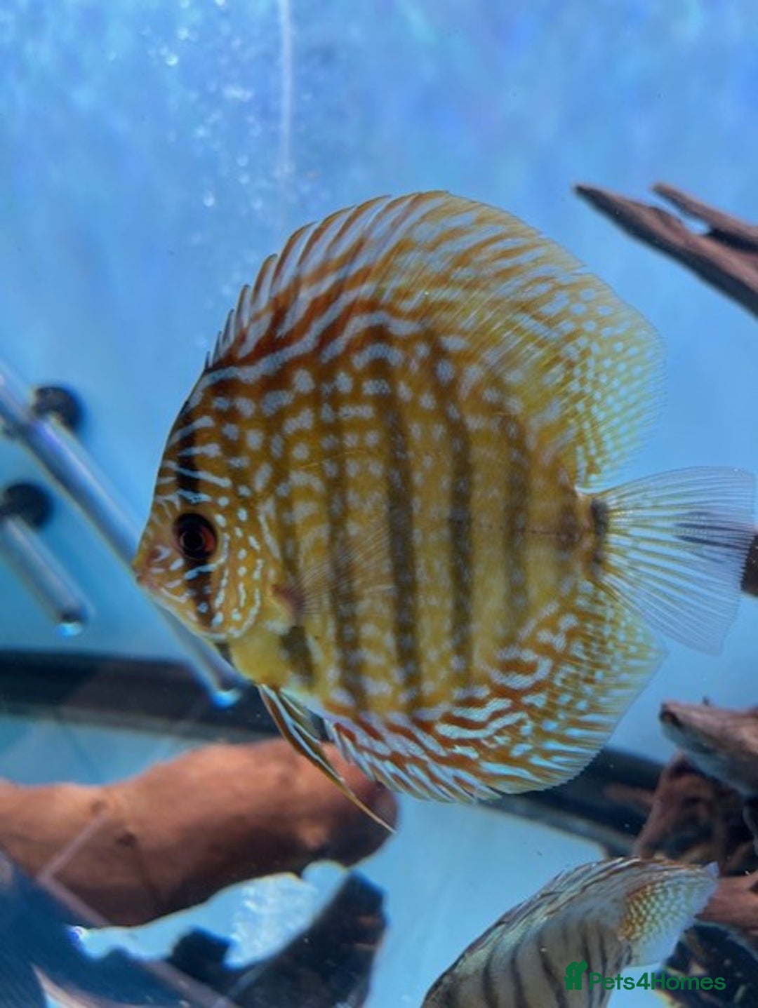 Discus fish for sale: HIGH QUALITY DISCUS £40 EACH  - Advert 8