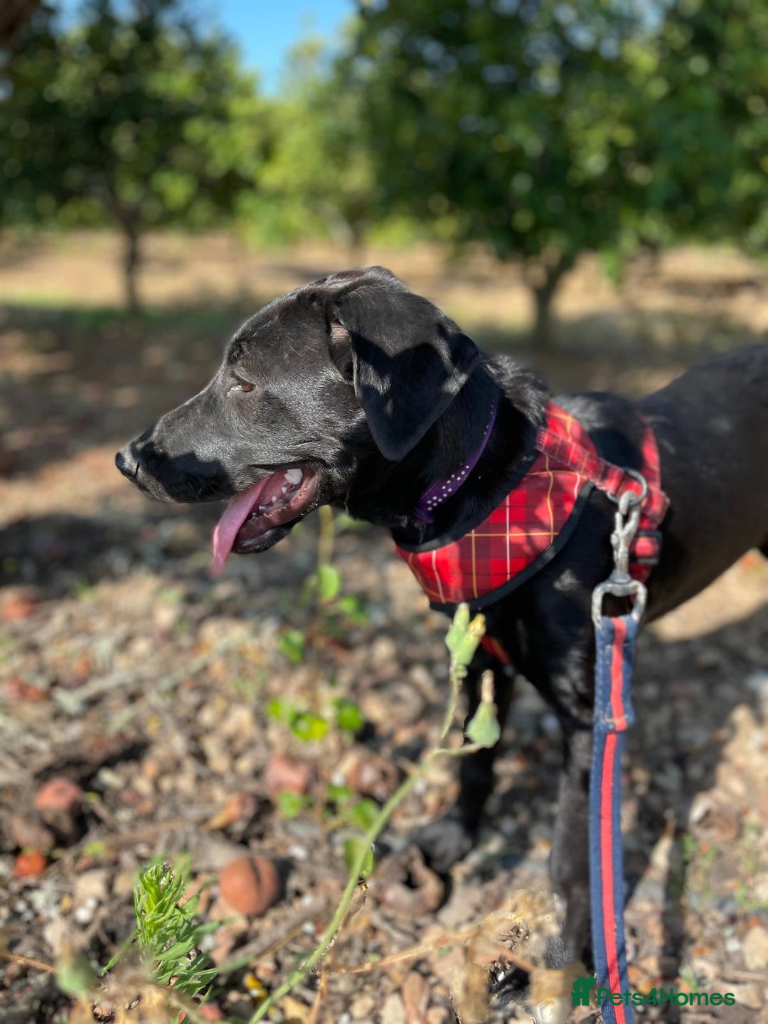 Mixed Breed dogs for adoption: Lovely Leah - Image 20