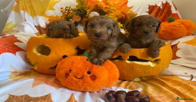 Cockapoo dogs - Advert 11