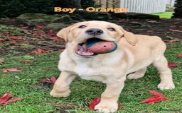 Mixed Breed dogs for sale: Labrador Cross Pups - Image 25