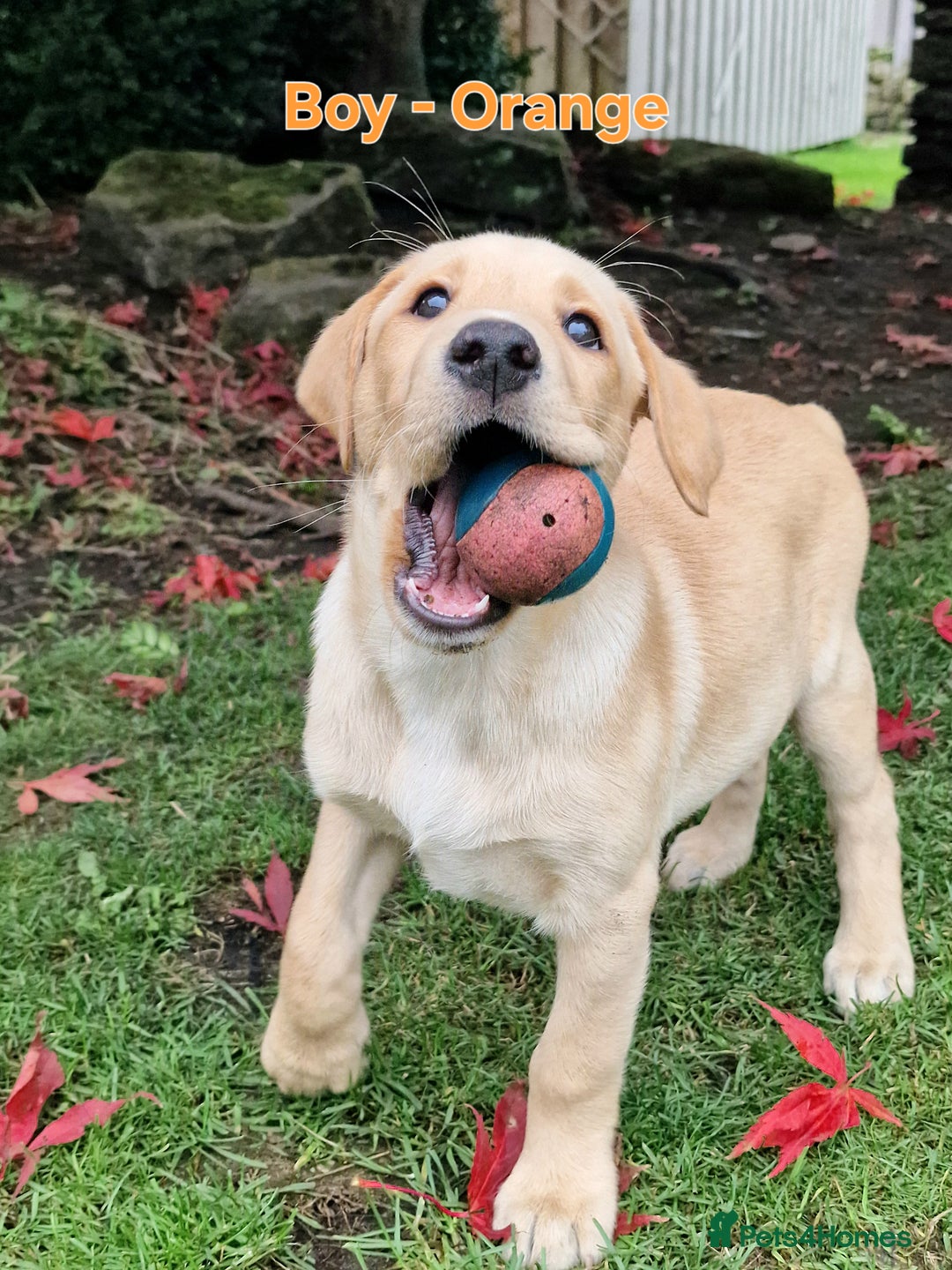 Mixed Breed dogs for sale: Labrador Cross Pups - Image 25