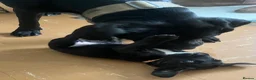Cane Corso dogs for sale: Beautiful Purebred Cane corso puppies - Advert 26