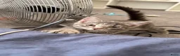Mixed Breed cats for sale: Finding a New Home for My Kitten in Yeovil - Advert 1