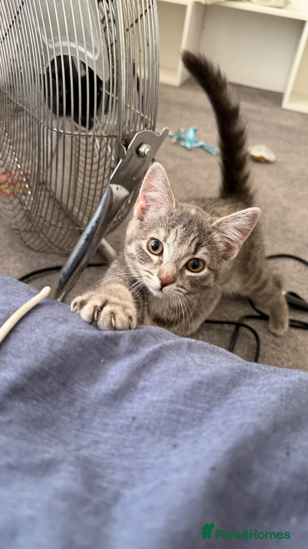 Mixed Breed cats for sale: Finding a New Home for My Kitten in Yeovil - Advert 1