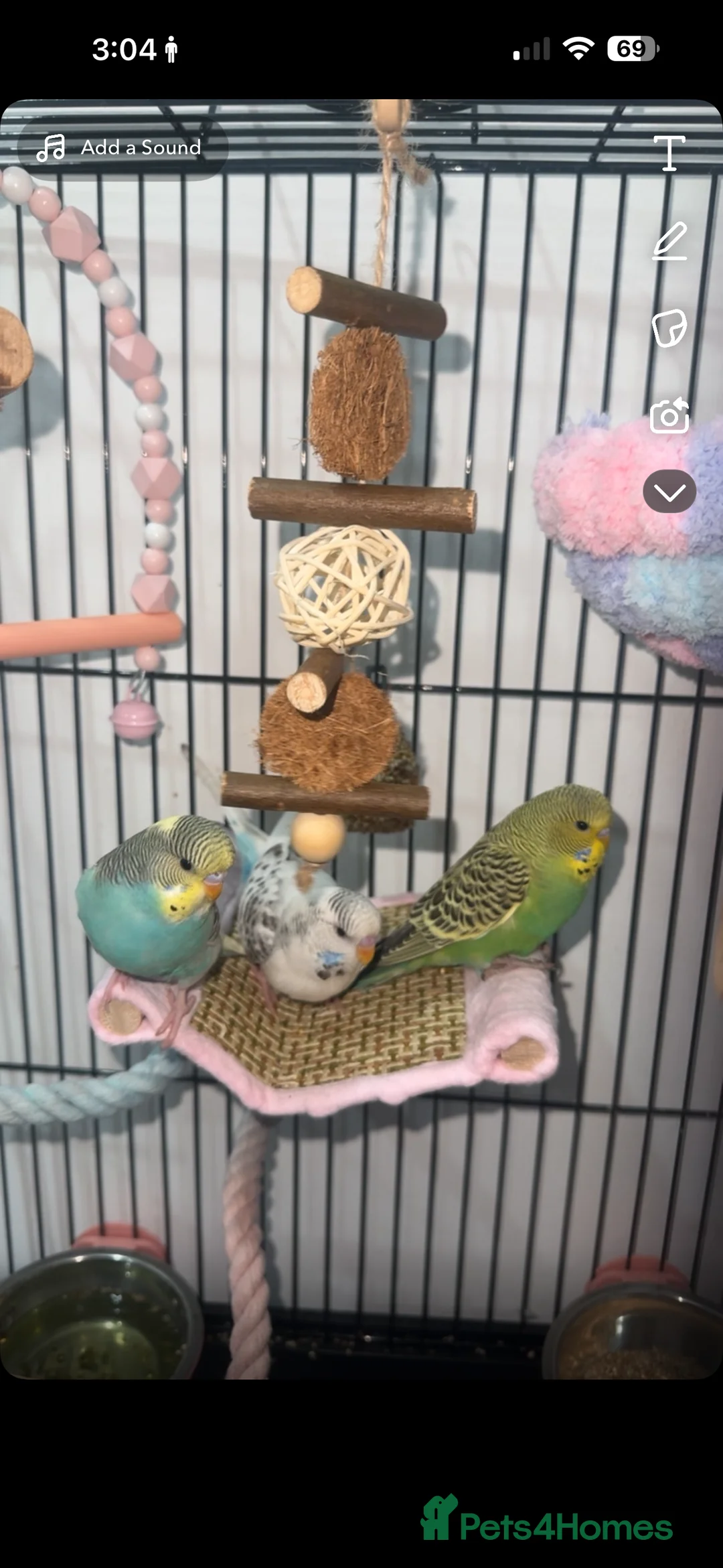 Budgerigars birds for sale: Budgies  - Advert 4