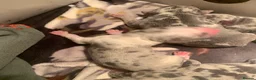 American Bully dogs for sale: Pocket bully - Advert 6
