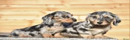 Dachshund dogs for sale: Adorable dachshund litter - Advert 6