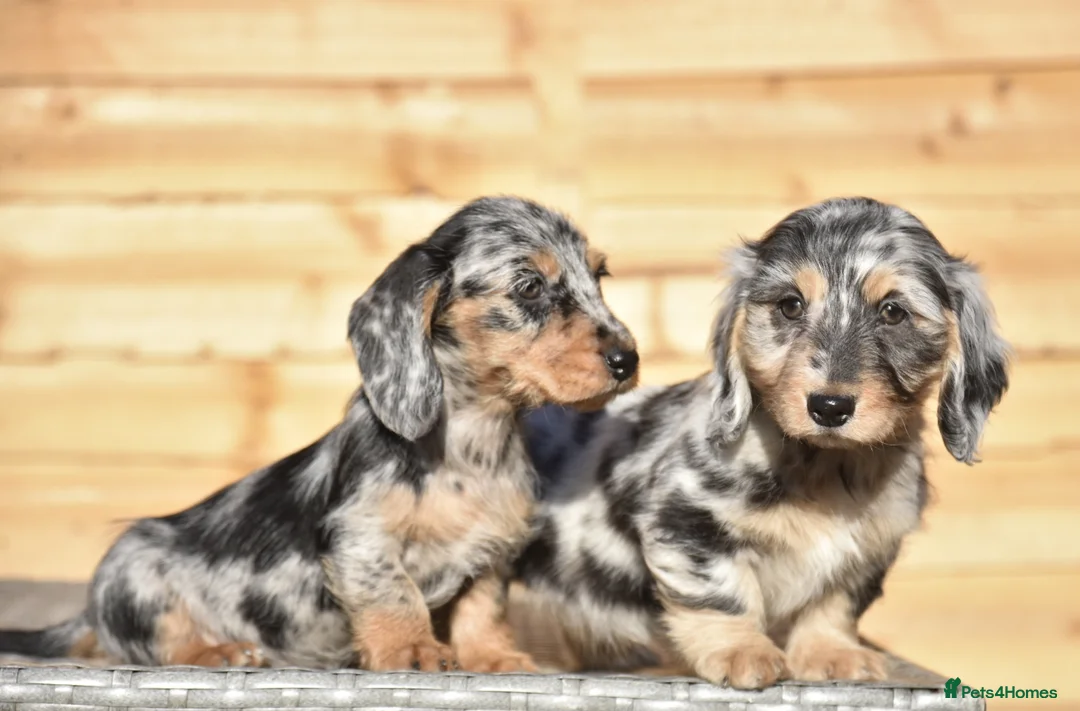 Dachshund dogs for sale: Adorable dachshund litter - Advert 6
