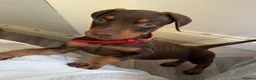 Dobermann dogs for sale: Chocolate Female Dobermann Puppy - Advert 3