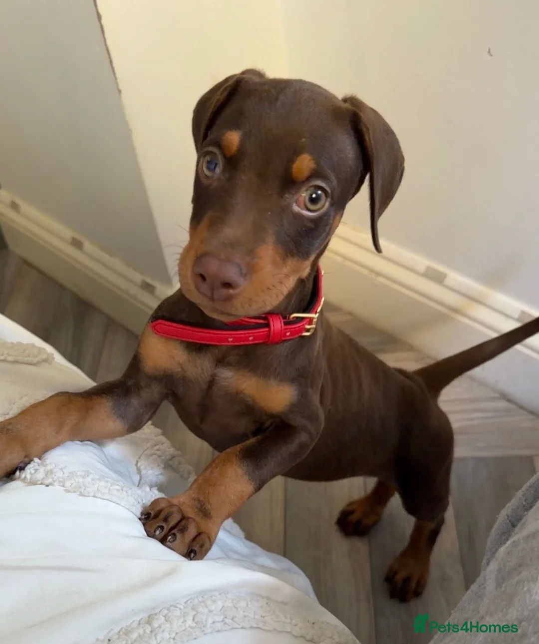 Dobermann dogs for sale: Chocolate Female Dobermann Puppy - Advert 3