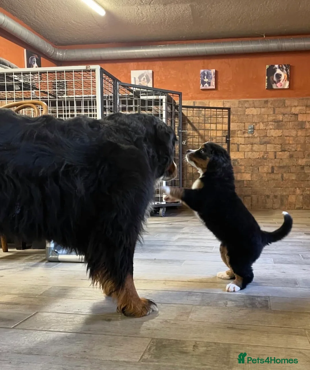 Bernese Mountain Dog dogs for sale: Kc Registered Bernese mountain pups in Manchester - Advert 2