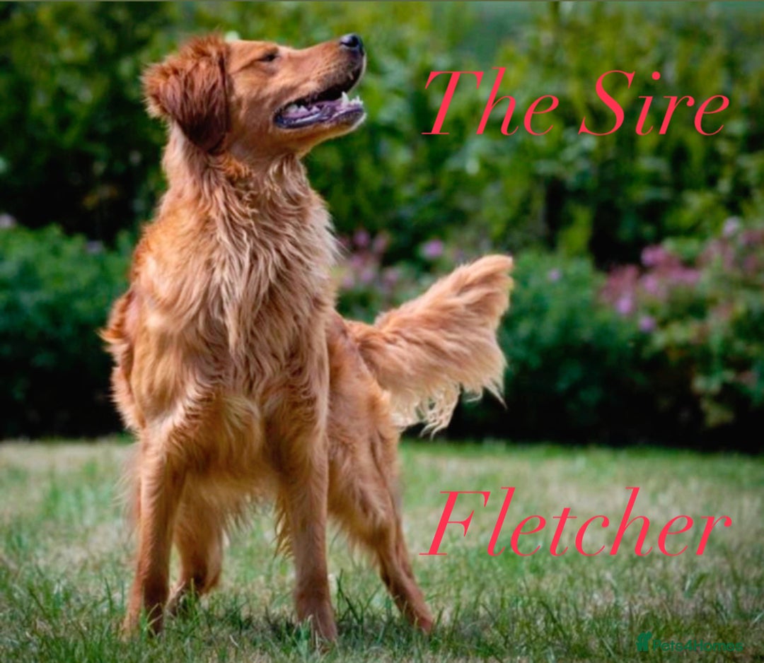 Golden Retriever dogs for sale: Dark Red Golden Retriever Pups  - Image 2
