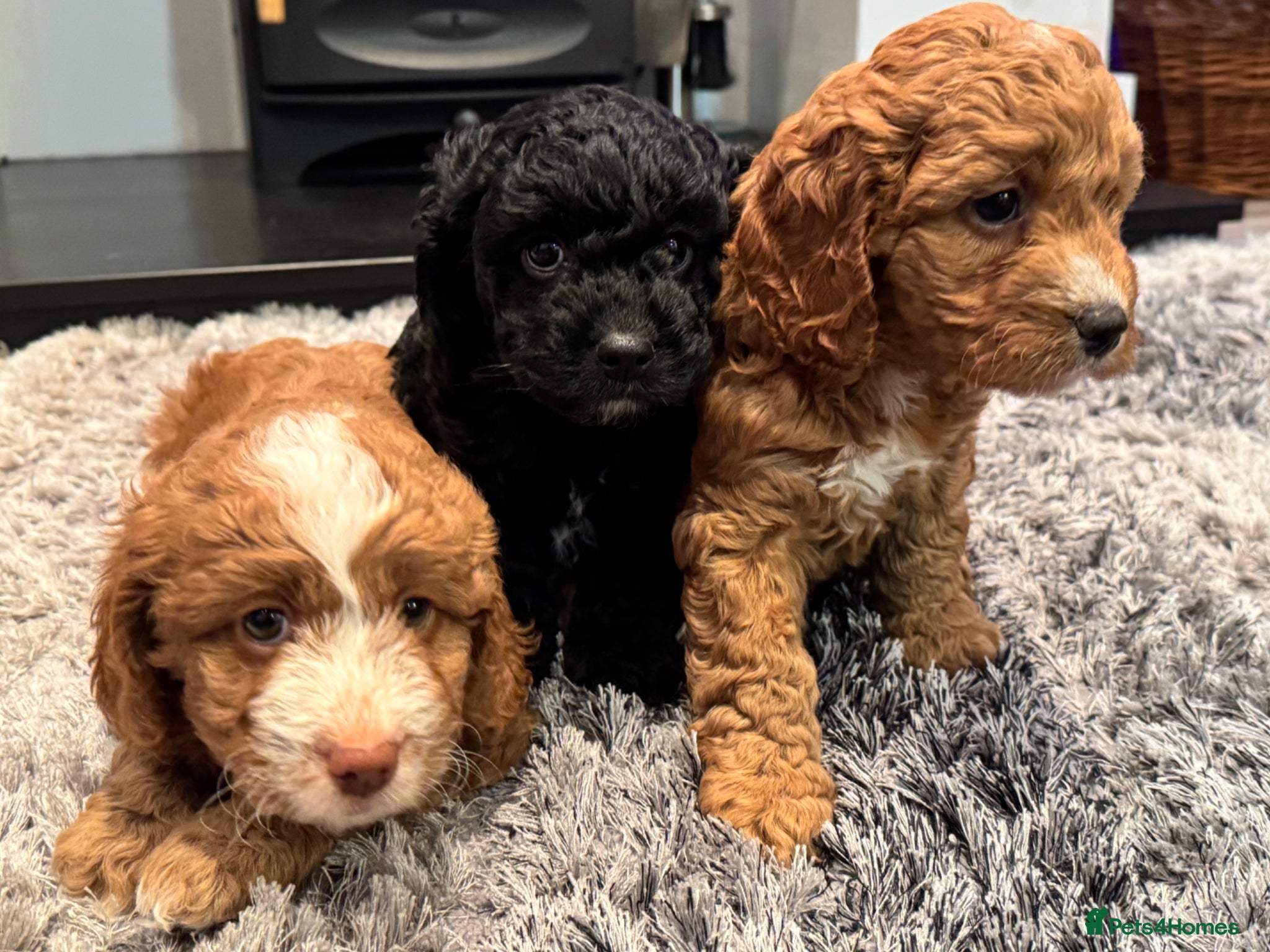 Cockapoo dogs Cockerpoo pups - Advert 1