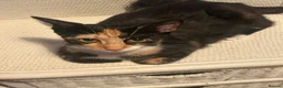 Mixed Breed cats for sale: Tuxedos in Portsmouth - Advert 1