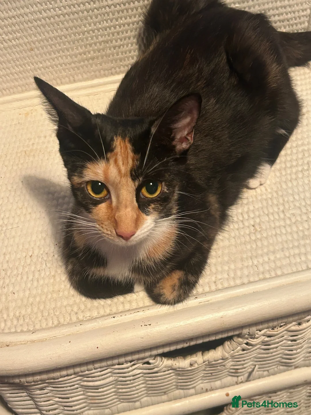 Mixed Breed cats for sale: Tuxedos in Portsmouth - Advert 1