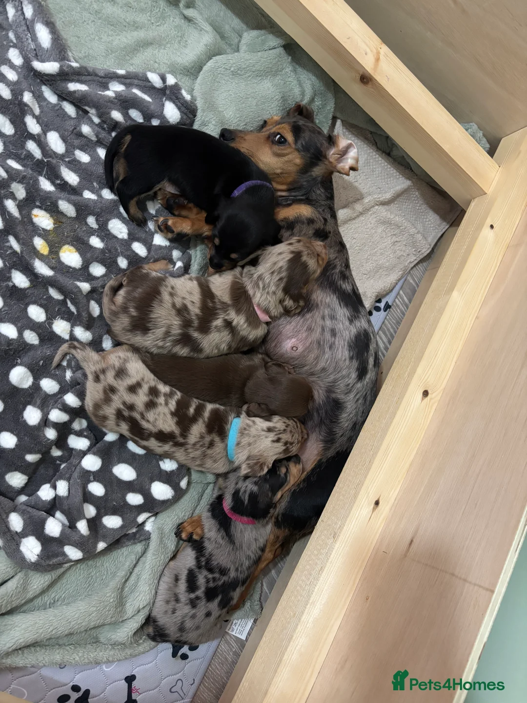 Miniature Dachshund dogs for sale: 🐾 Beautiful Mini Dachshund x Chihuahua Puppies  in Leeds - Advert 2