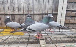 Pigeons birds for sale: Racing pigeons for sale - Image 4