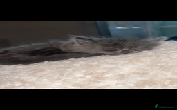 RagaMuffin cats for sale: Ragamuffin kittens for sale  - Image 7
