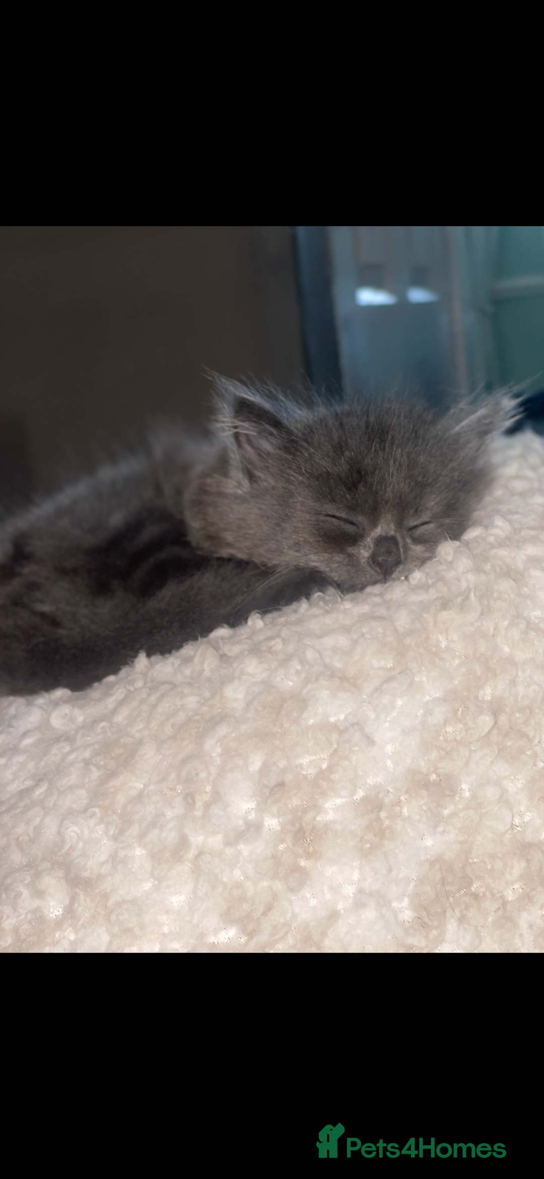 RagaMuffin cats for sale: Ragamuffin kittens for sale  - Image 7