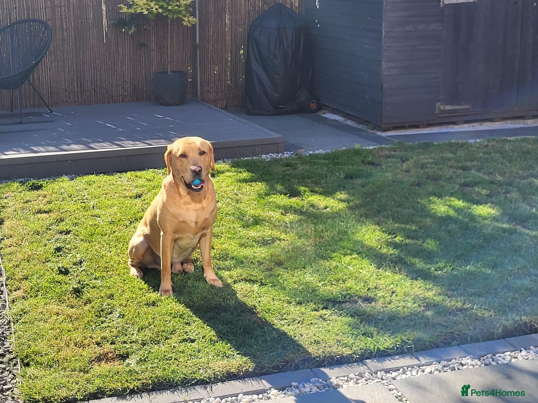 Labrador Retriever dogs for stud: Amazing Yellow Boy - Image 11