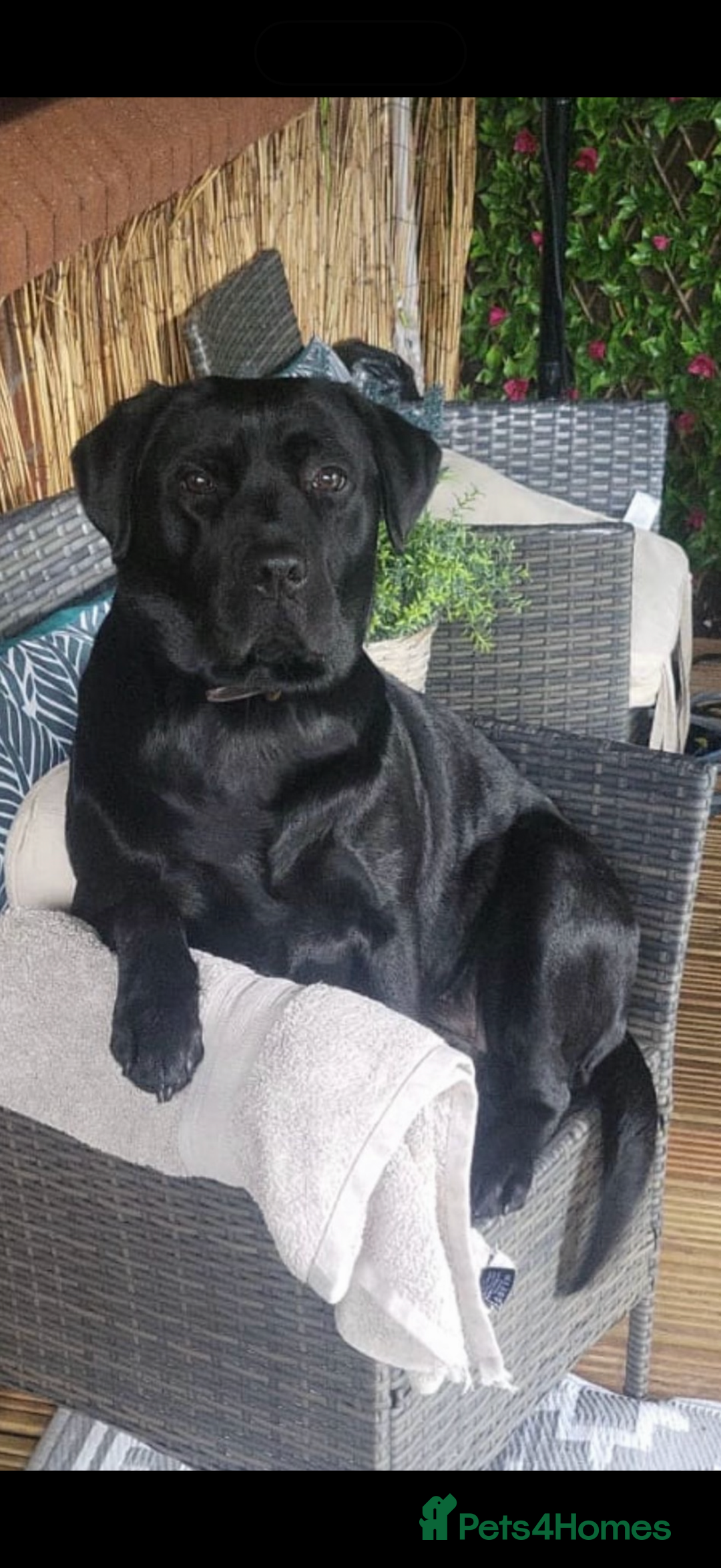 Labrador Retriever dogs for sale: Labrador puppies   - Advert 4