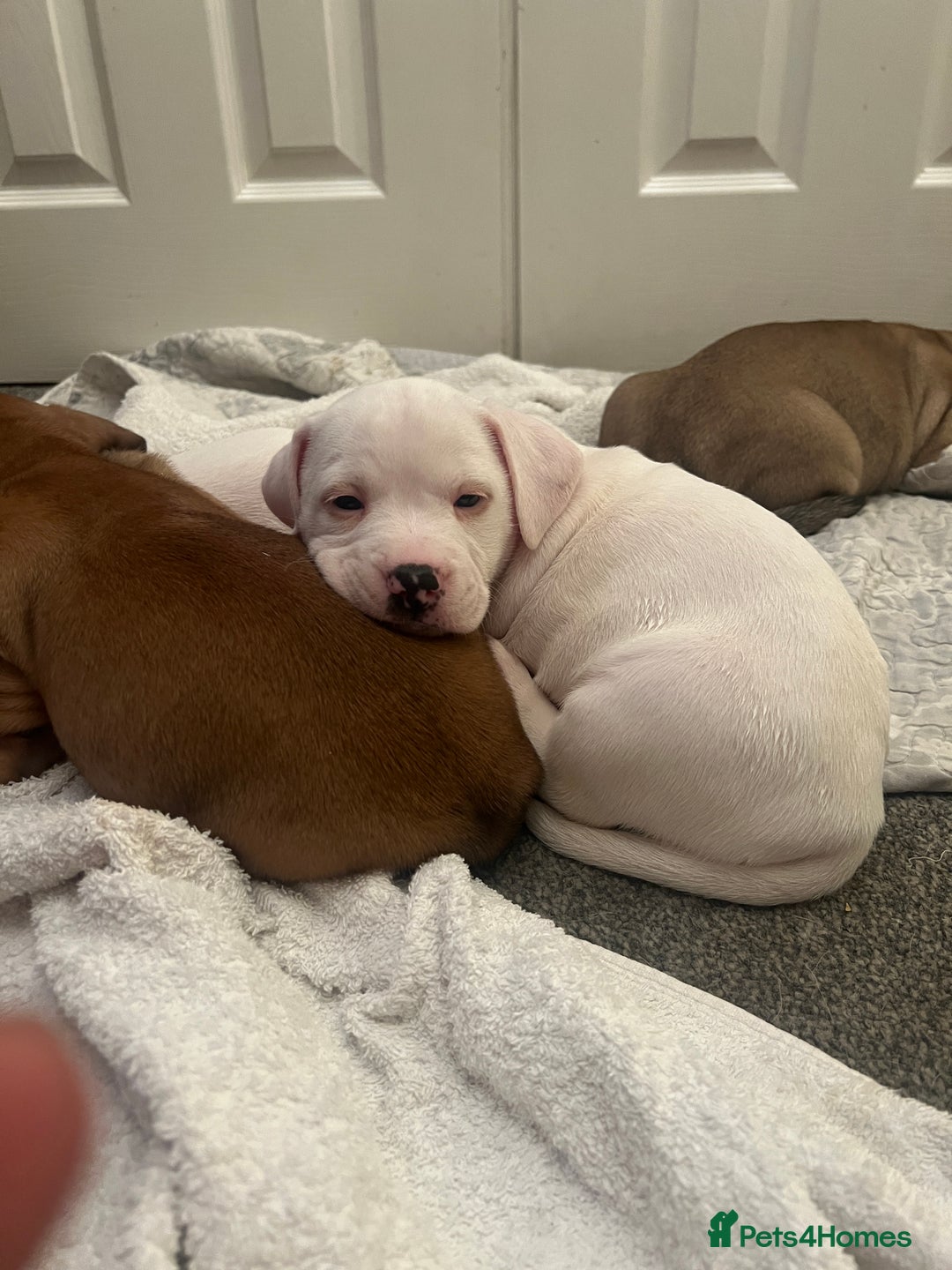 Mixed Breed dogs for sale:  Last 2 girls READY NOW! Rare English Bulldach - Advert 25