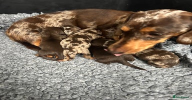 Miniature Dachshund dogs - Advert 5