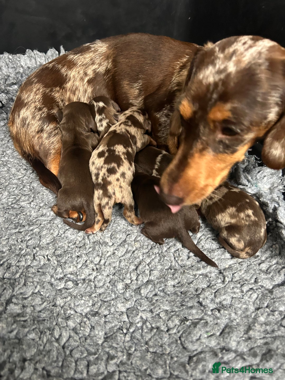 Miniature Dachshund dogs for sale: Miniature dachshund puppies  - Image 3