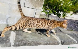 Bengal cats for sale: Pure bengal kittens - Image 2