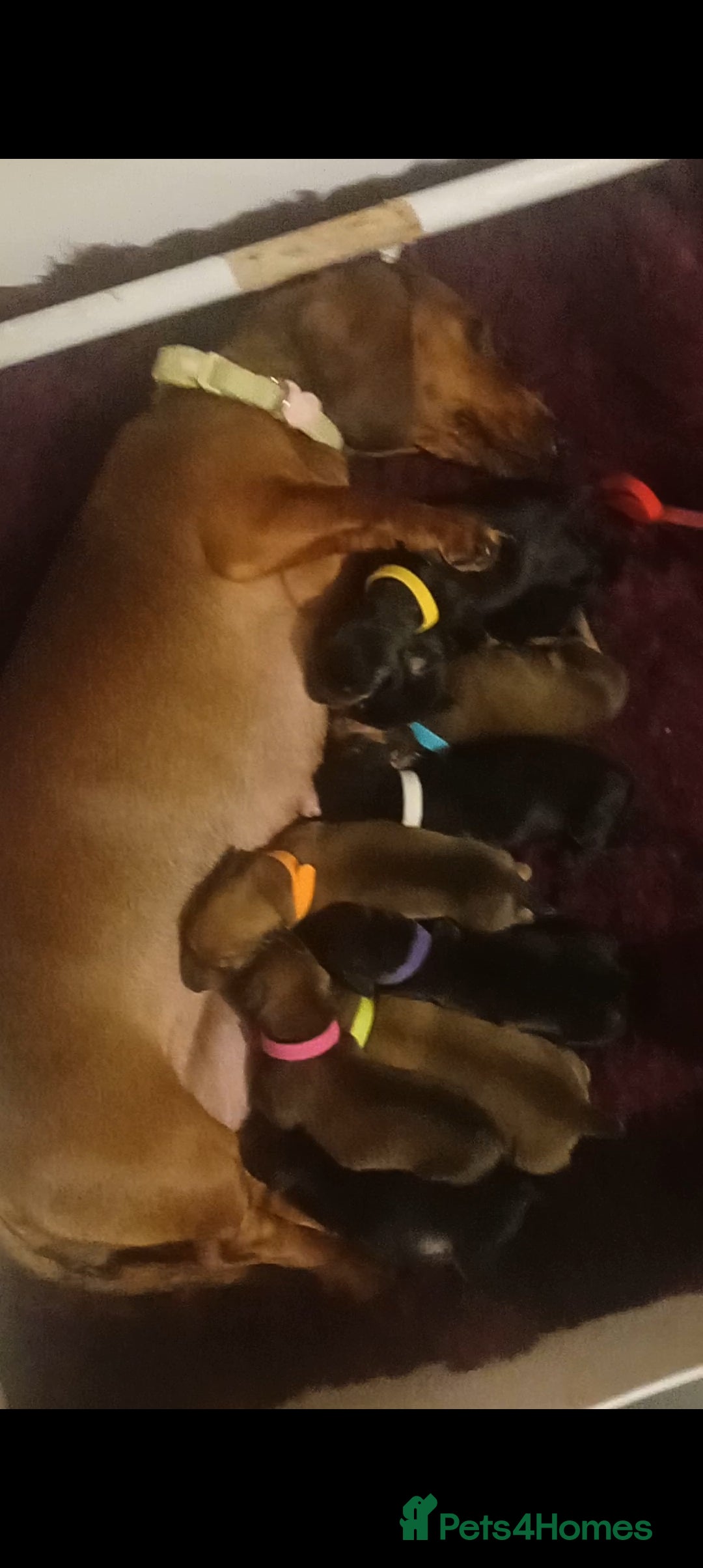 Dachshund dogs for sale: Dachshunds  - Image 2