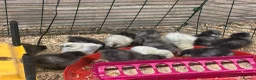 Chickens poultry for sale: Unsexed silkie chicks from 10 days old - Advert 9