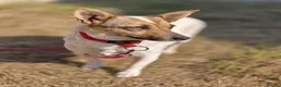Mixed Breed dogs for adoption: ❤️🐶 SANYA – LOVING, CLEVER, JOYFUL SMALL GIRL in Redditch - Advert 4