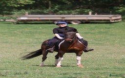 Other Breed horses for sale: Stunning Coloured Gelding - Advert 9