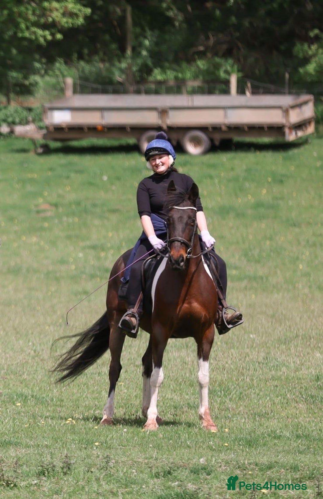 Other Breed horses for sale: Stunning Coloured Gelding - Advert 9