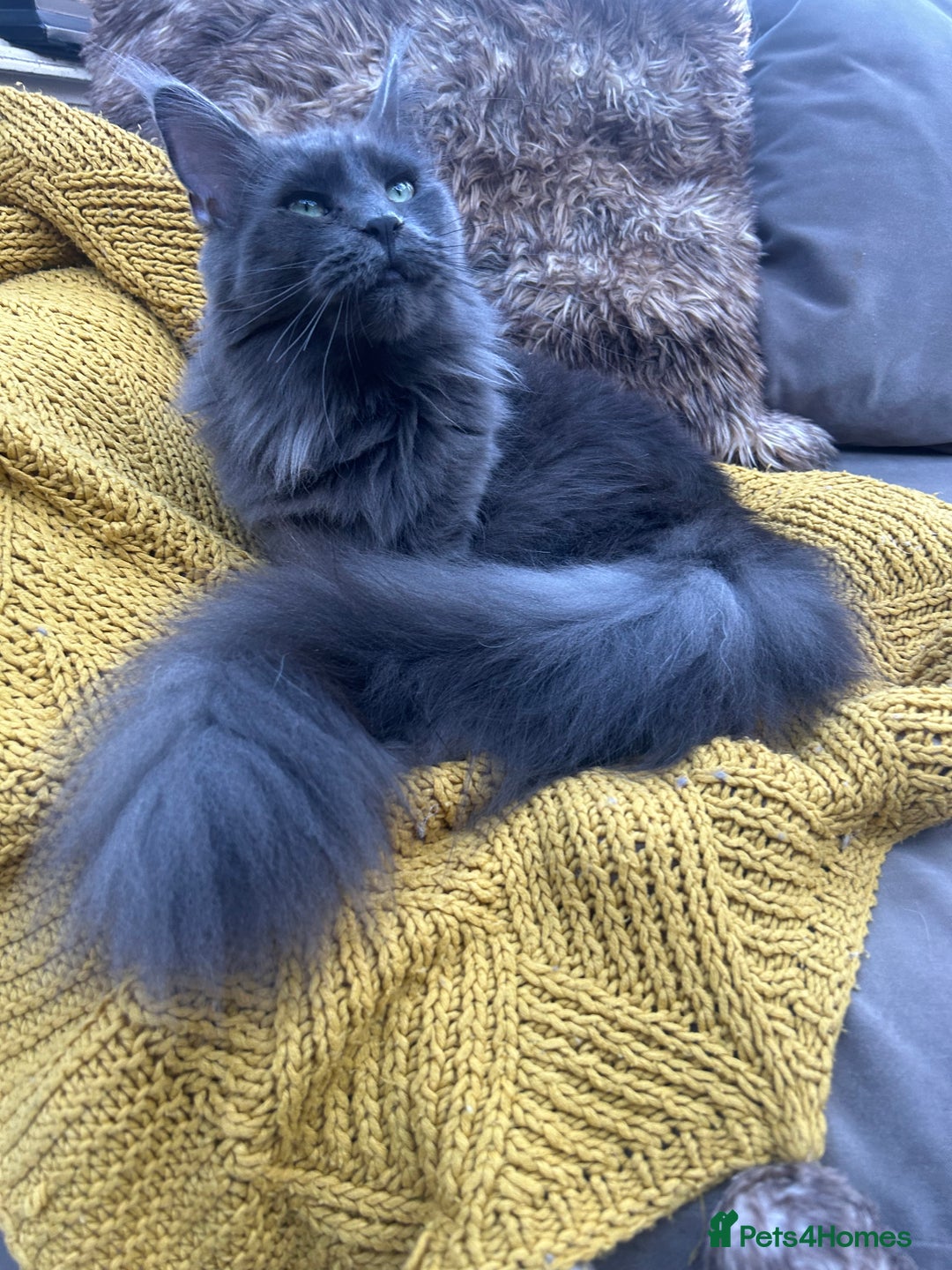 Maine Coon cats for sale: Kittens on the way! - Advert 4