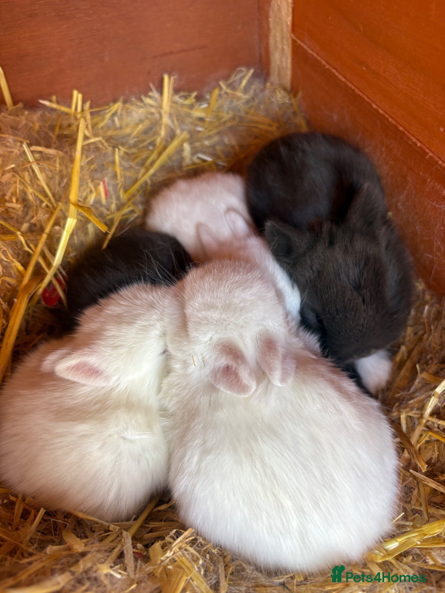 Netherland Dwarf rabbits Netherland dwarf babies Mixed colours  - Advert 16