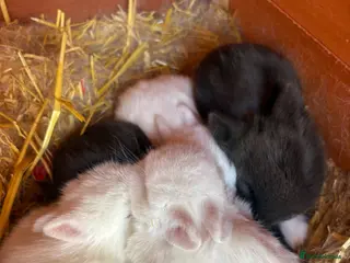 Netherland Dwarf rabbits Netherland dwarf babies Mixed colours - Advert 16