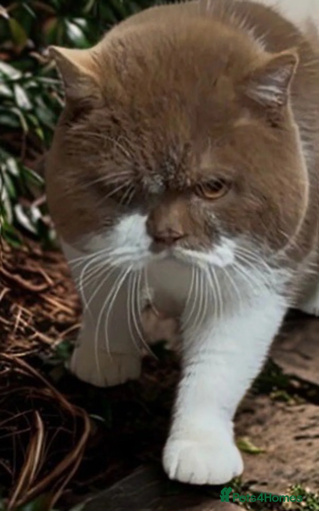 British Shorthair cats for stud: British Shorthair Cinnamon & White Stud - Advert 6