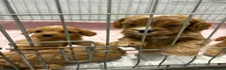Cavapoo dogs for sale: Red Cavapoo puppies  - Advert 8