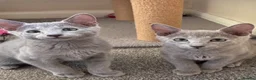 Russian Blue cats for sale: TICA 5* Pedigree Russian blue kittens - Advert 5