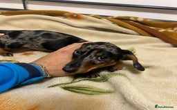 Miniature Dachshund dogs for sale: Miniature Dachshund KC last girl - Image 28